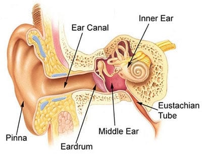 Ear Diagram