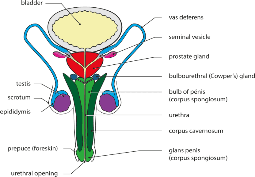 Prostate Diagram